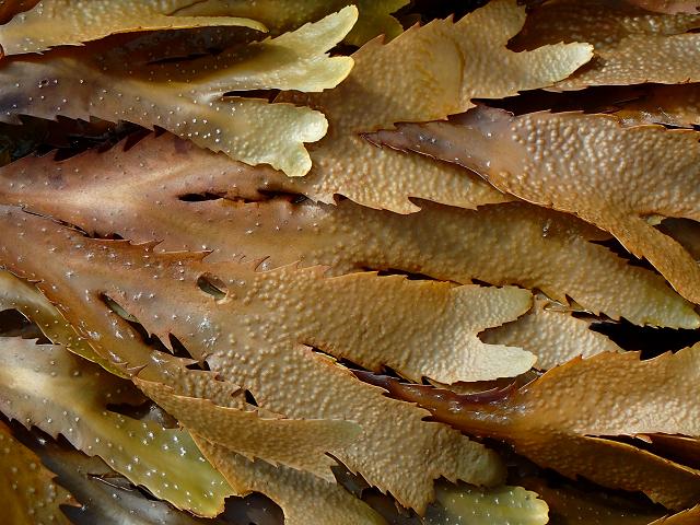 Fucus serratus Serrated Saw edged or Toothed Wrack reproduction Brown seaweed images