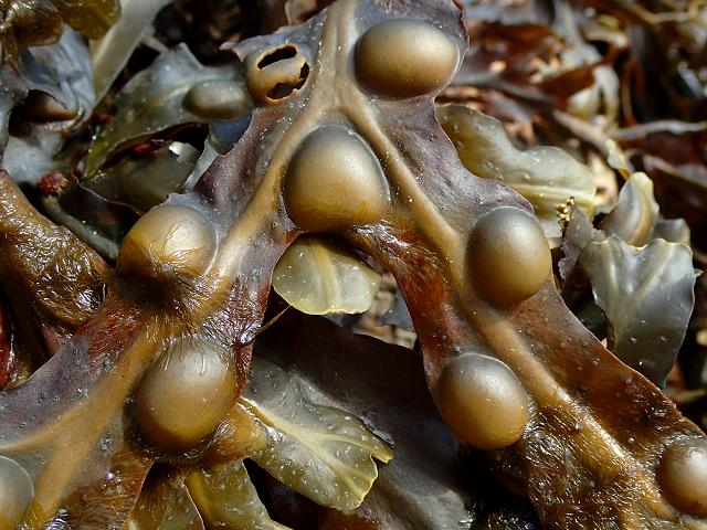 Fucus vesiculosus Bladder Wrack Black Tang Brown seaweed images