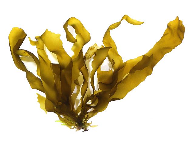 Petalonia fascia Sea Petals Broad Leaf Weed Brown Seaweed Images