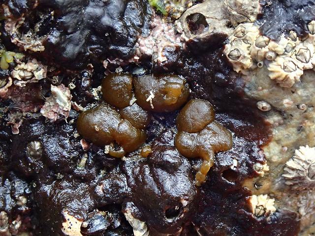Petrospongium berkeleyi brown seaweed images