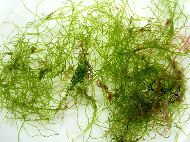 Chaetomorpha linum Flax Brick Weed Spaghetti algae Green seaweed images