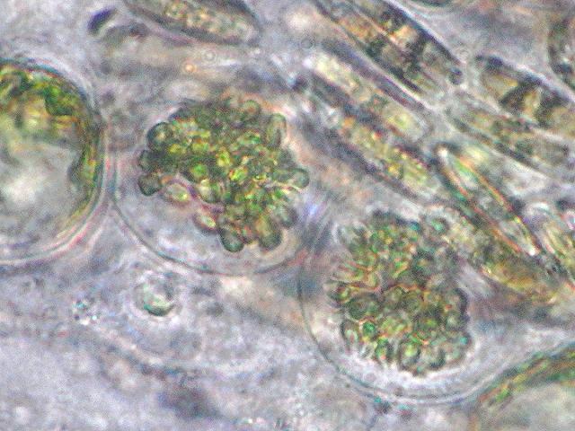 Chlorochytrium cohnii an endophytic green alga in Berkeleya rutilans tubes seaweed images