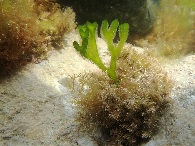 Codium fragile tomenosoides Green Sea Fingers seaweed images