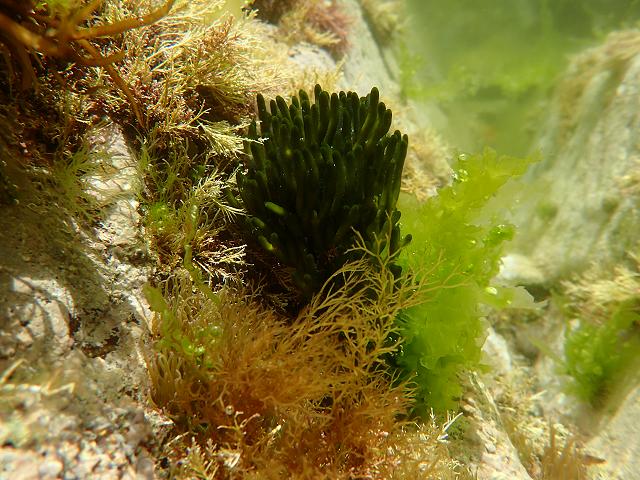 Codium tomentosum Velvet Horn Green Seaweed Images