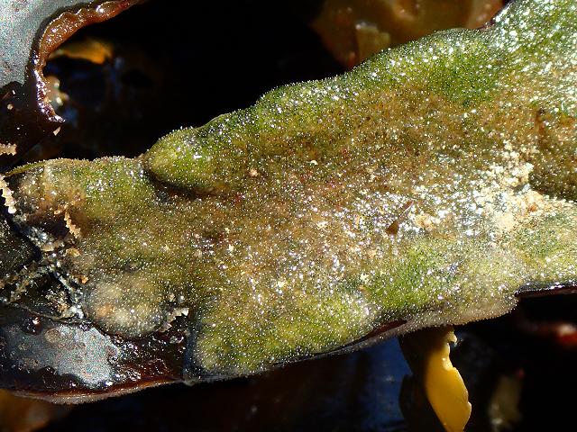 Epicladia flustrae an epi-endozoic parasite of bryozoa including Flustra foliacea and Alcyonidium hirsutum Green seaweed images