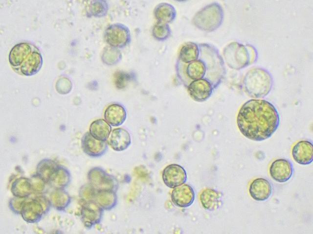 Tetraselmis convolutae symbiont of the flatworm Symsagittifera roscoffensis green alga seaweed images