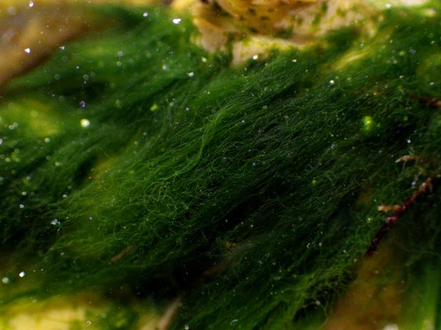 Ulothrix speciosa Showy Shaggy Hair Weed Green seaweed images