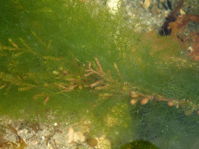 Ulva clathrata Enteromorpha muscoides Spiky Tendrils Green seaweed images