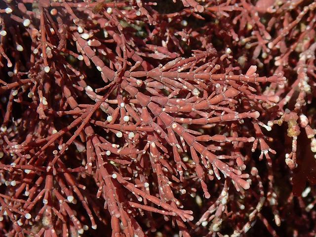 Corallina officinalis Common Coral Weed Coralline Red Seaweed Images