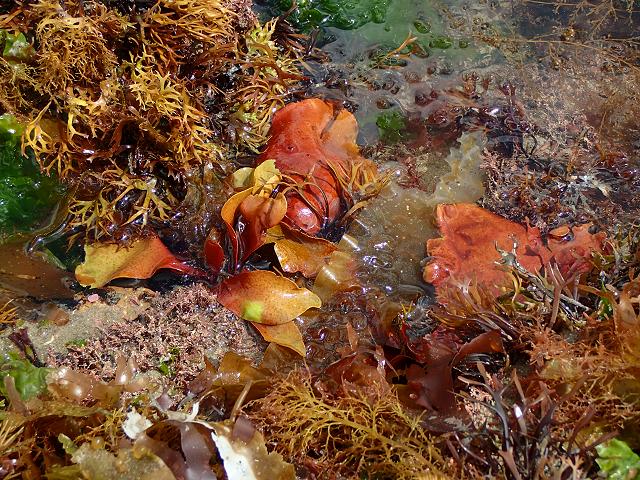 APHOTOMARINE - A photographic guide to aid the recognition and identification of Dilsea carnosa Red Rags or False Dulse Red Seaweed
