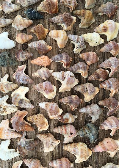 Pelicans foot shells Superfamily Stromboidea Marine Snail Images UK Gastropoda
