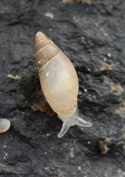 Heterobranchia Pulmonata Unassigned Marine Snail Images UK Gastropoda