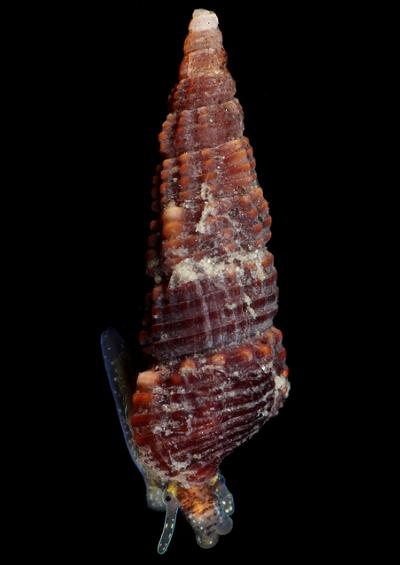 Caenogastropoda Order Unassigned Marine Snail Images UK Gastropoda