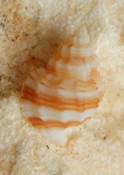Nutmeg shells Superfamily Cancellarioidea Marine Snail Images UK Gastropoda