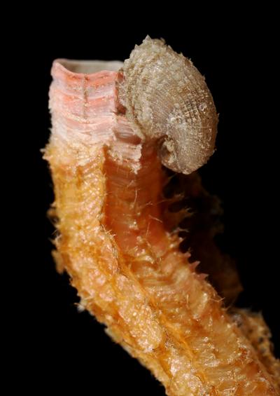 Bonnet shells and Hairysnails Superfamily Capuloidea Marine Snail Images UK Gastropoda