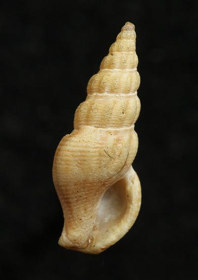 Raphitomas and other Whelks Superfamily Conoidea Marine Snail Images UK Gastropoda