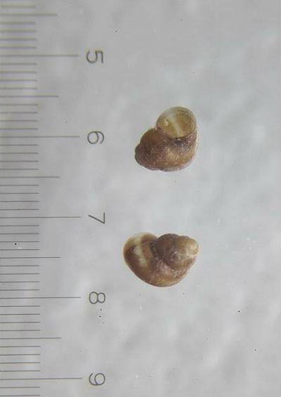 Eatonina Superfamily Cingulopsoidea Marine Snail Images UK Gastropoda