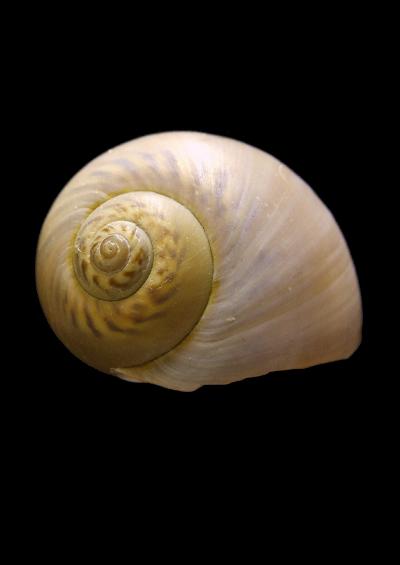 Necklace shells Superfamily Naticoidea Marine Snail Images UK Gastropoda