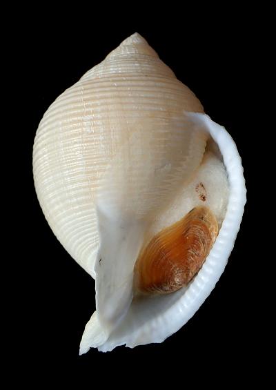 Triton and Tun shells Superfamily Tonnoidea Marine Snail Images UK Gastropoda