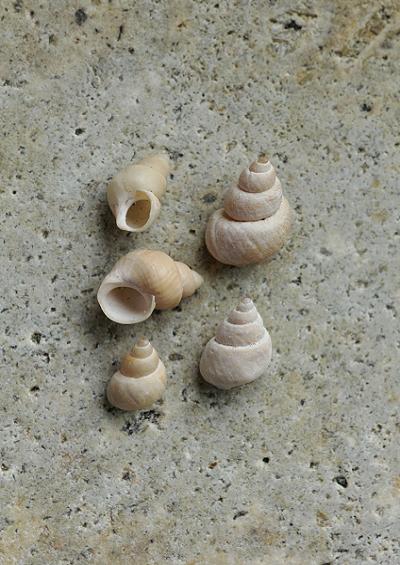 Periwinkles and Chink shells Superfamily Littorinoidea Marine Snail Images UK Gastropoda