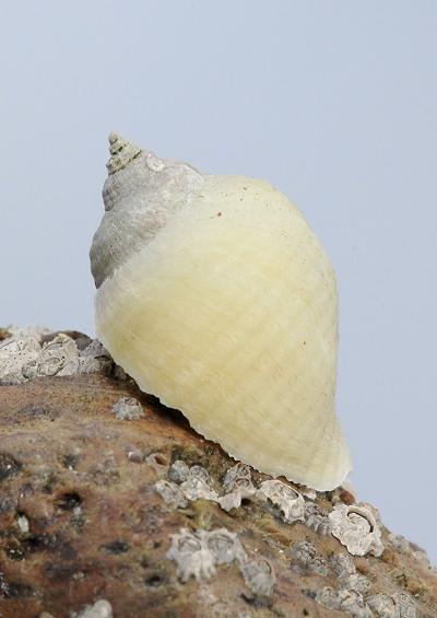 Dog whelks and Sting winkles Superfamily Muricoidea Marine Snail Images UK Gastropoda