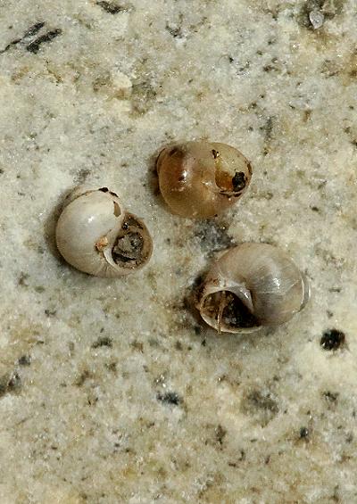 Lagoon Blind and Looping snails Superfamily Truncatelloidea Marine Shells Images UK Gastropoda