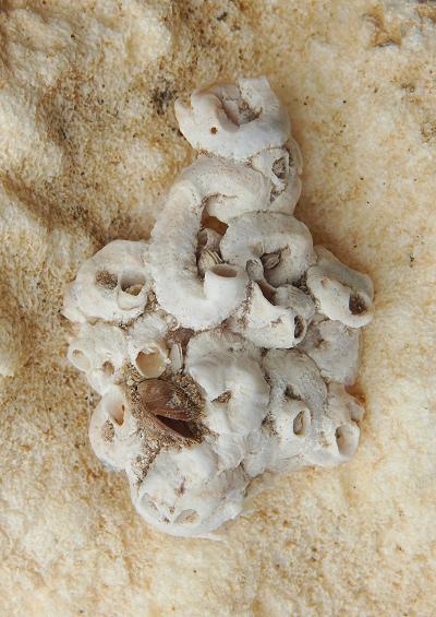 Worm shells Superfamily Vermetoidea Marine Snail Images UK Gastropoda