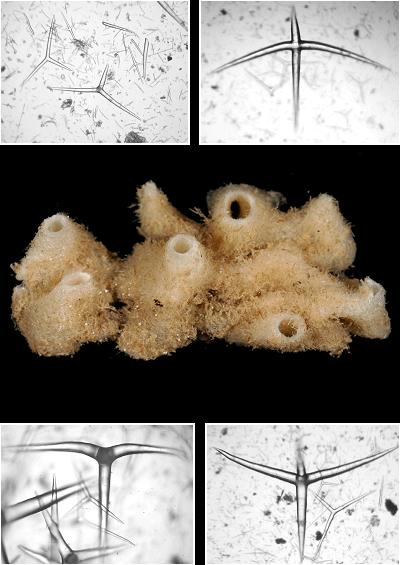 Marine sponge porifera images UK