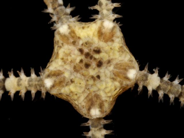Amphipholis squamata Small Brittlestar Starfish Echinoderm Images