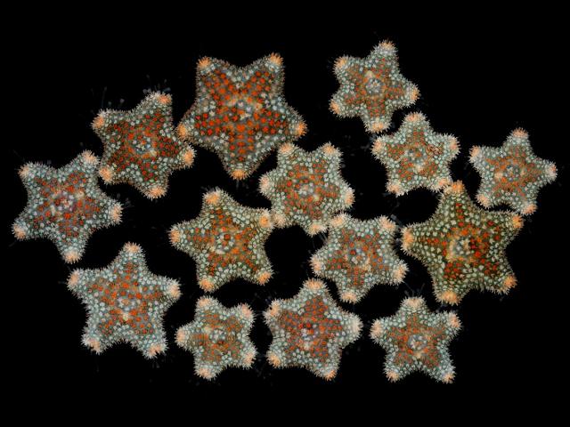 Asterina phylactica Green Starlet or Small Cushion Star Starfish Sea Urchin and Sea Cucumber Echinoderm Images