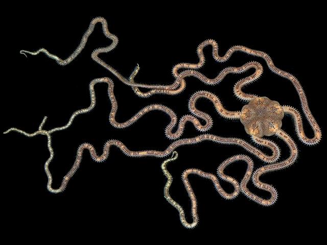 Acrocnida brachiata Brittlestar Starfish Echinoderm Images