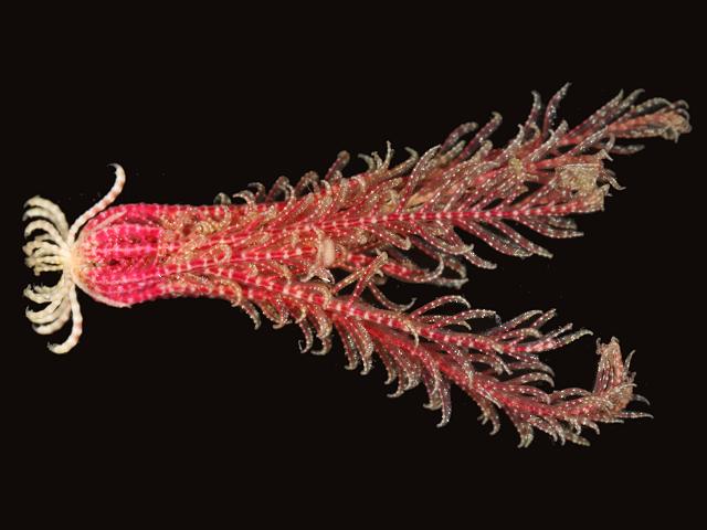 Antedon bifida Rosy Feather star Starfish Sea Urchin and Sea Cucumber Echinoderm Images