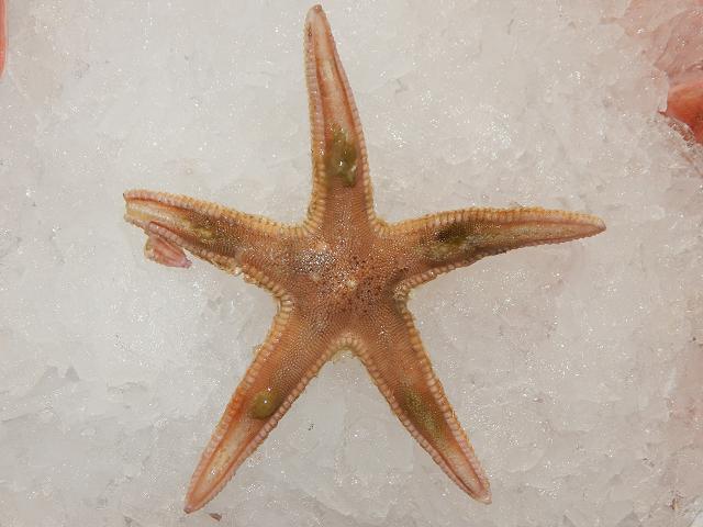 Astropecten irregularis Sand star or Comb starfish Echinoderm Images