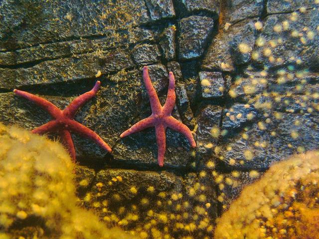 Henricia oculata Bloody Henry Eyed cribella Starfish Sea Urchin and Sea Cucumber Echinoderm Images