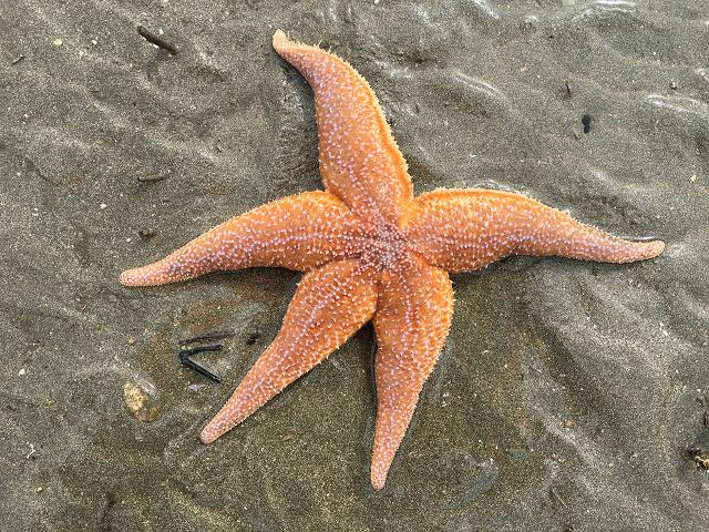 Asterias rubens Common Starfish Starfish Sea Urchin and Sea Cucumber Echinoderm Images