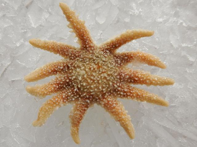 Crossaster papposus Common Sun Star Starfish Sea Urchin and Sea Cucumber Echinoderm Images