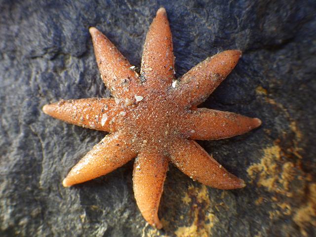 Luidia ciliaris Seven armed Starfish Starfish Sea Urchin and Sea Cucumber Echinoderm Images