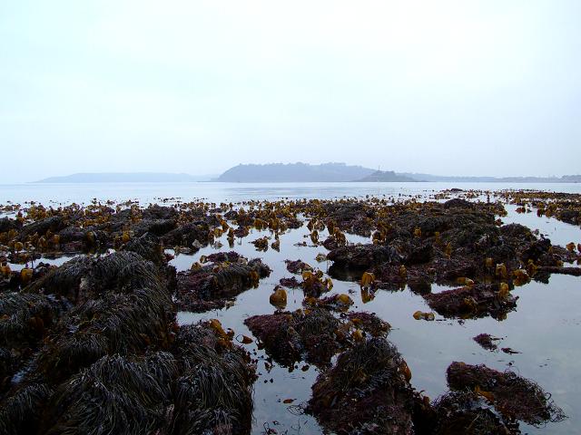 APHOTOMARINE - A photographic guide to aid the recognition and identification of Sublittoral Lowershore Shoreline Habitats and Intertidal Zone Images