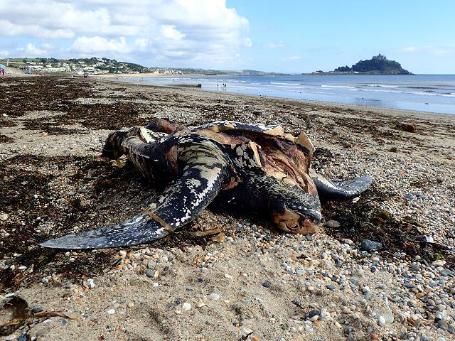 Dermochelys coriacea Leatherback sea turtle dead stranding with Stomatolepas elegans Turtle barnacle images