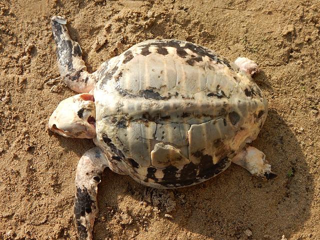 Lepidochelys kempii Kemps ridley sea turtle dead stranding Images