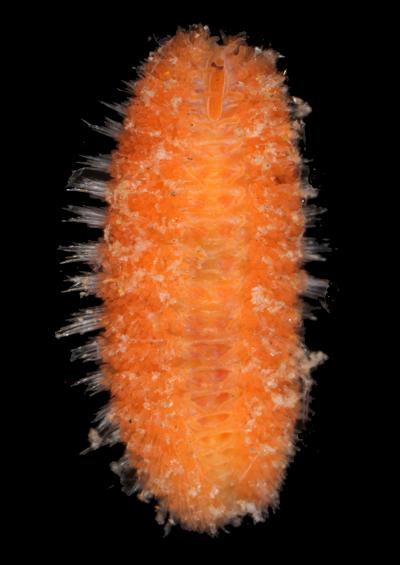 Phylum Annelida Subclass Errantia Segmented Polychaete Worm Images UK