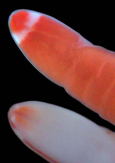 Nemertea nemertean Ribbon Bootlace marine worm images UK