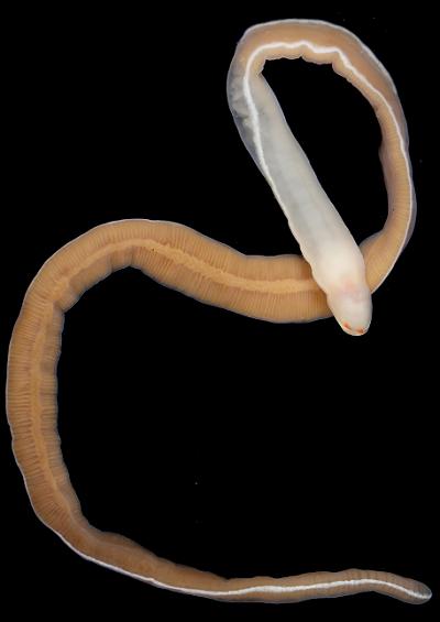 Nemertea - Nemertean Or Ribbon Worms (Marine Worm Images)