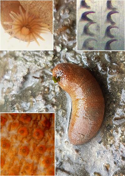 Sipuncula Sipunculans Peanut Worm Images UK