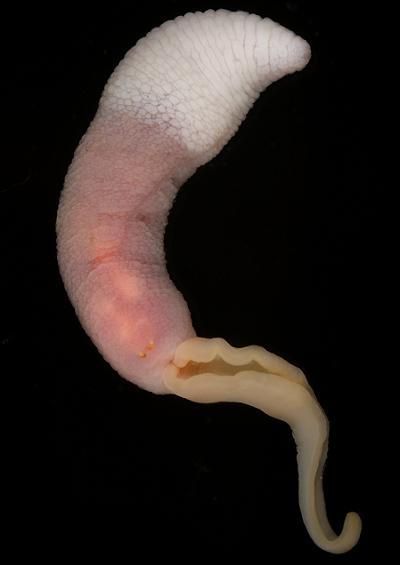 Polychaetes Spoon or Echiuran worm Echiura Phylum Annelida Marine worm images UK