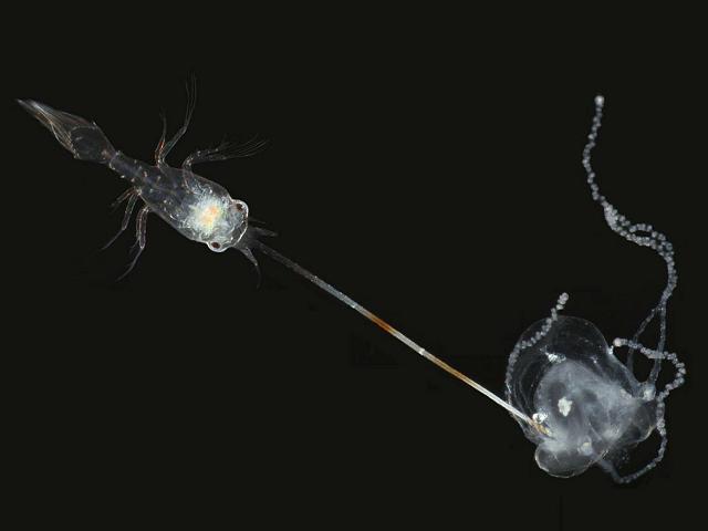 Zooplankton plankton larva images